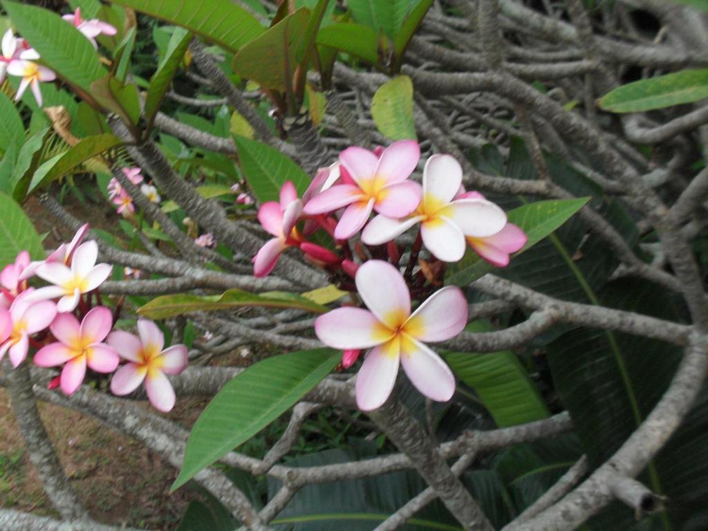 Zuider Zee Guest House Ballito Bilik gambar